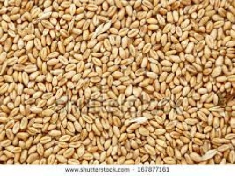 poor wheat's seeds supplied, farmers were cheated